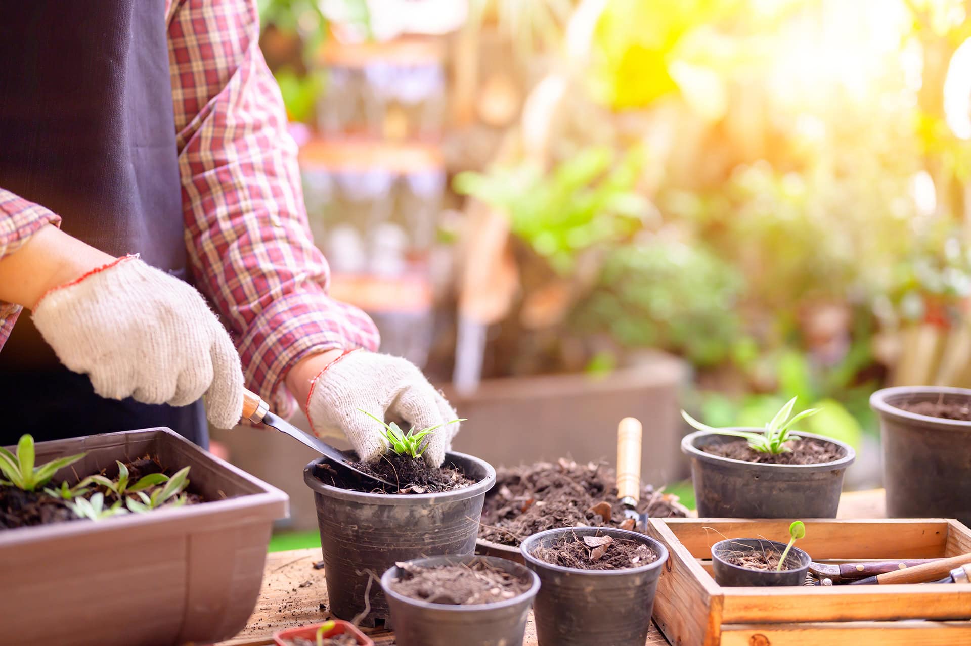 Henry Neuhauser Rostock