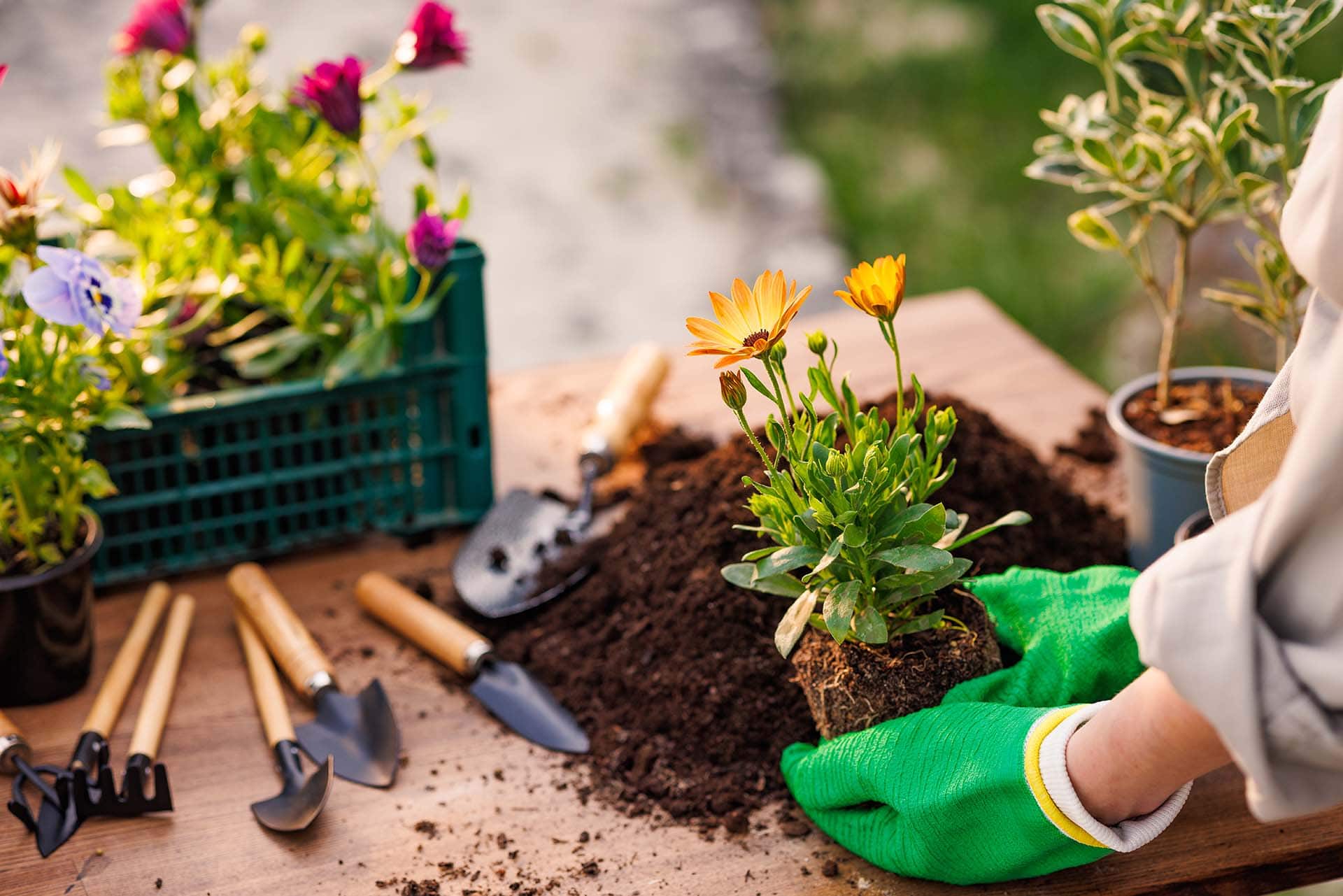 Henry Neuhauser Bad Doberan